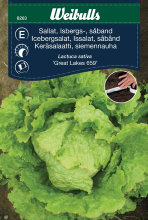 Icebergsalat, såbånd 'Great Lakes'